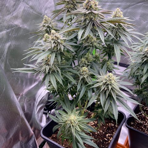 AMG growlog timeline photo