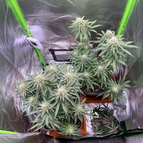 AMG growlog timeline photo