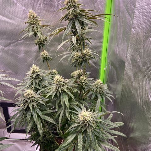 AMG growlog timeline photo