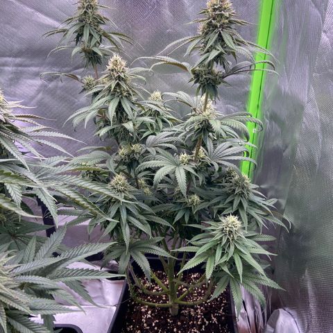 AMG growlog timeline photo