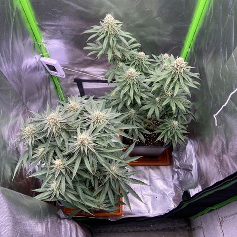 AMG growlog timeline photo
