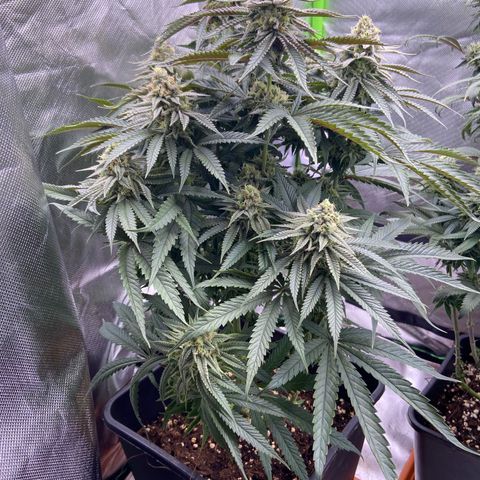 AMG growlog timeline photo