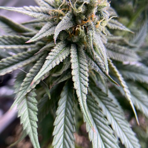 AMG growlog timeline photo