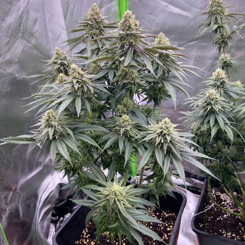 AMG growlog timeline photo