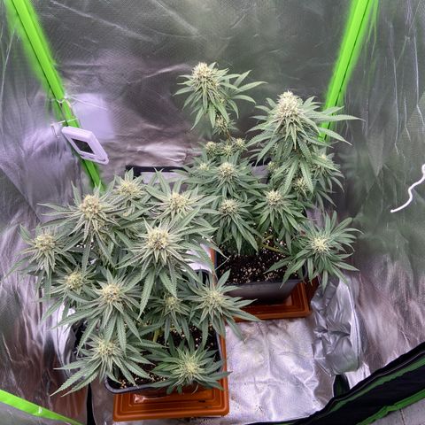 AMG growlog timeline photo