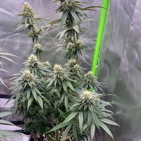 AMG growlog timeline photo