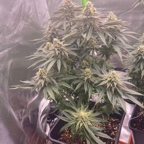 AMG growlog timeline photo