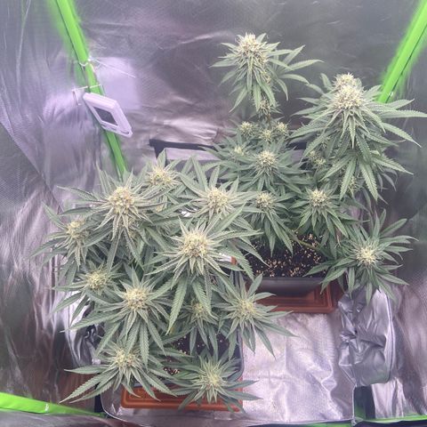 AMG growlog timeline photo