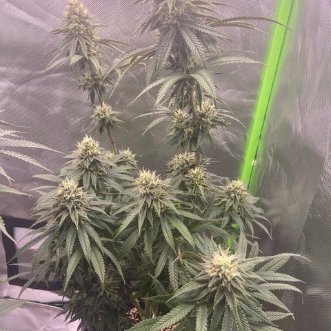 AMG growlog timeline photo