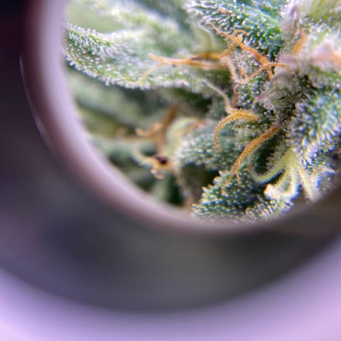 AMG growlog timeline photo