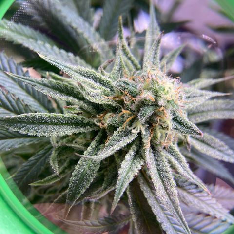 AMG growlog timeline photo