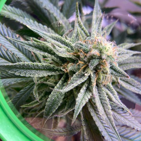 AMG growlog timeline photo
