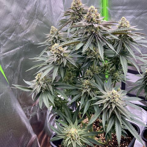 AMG growlog timeline photo