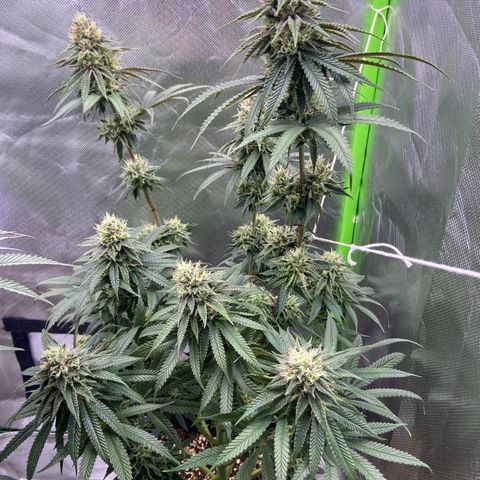 AMG growlog timeline photo