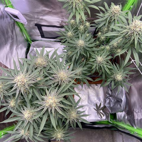 AMG growlog timeline photo