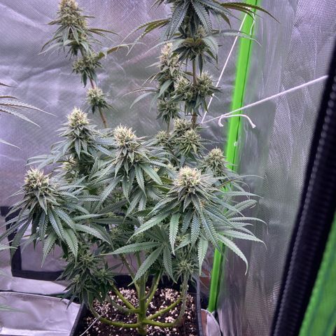 AMG growlog timeline photo