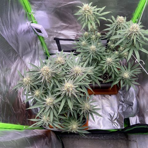 AMG growlog timeline photo
