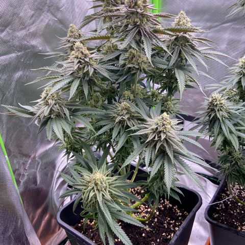 AMG growlog timeline photo