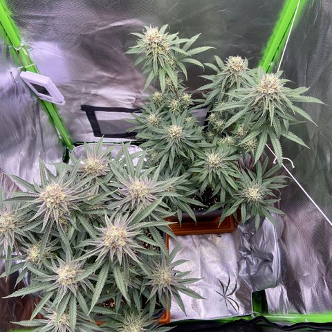 AMG growlog timeline photo