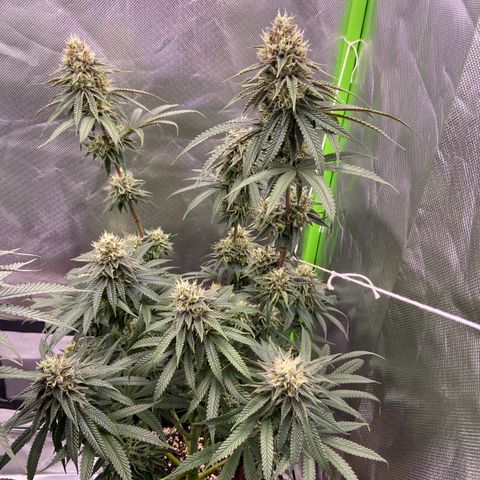 AMG growlog timeline photo