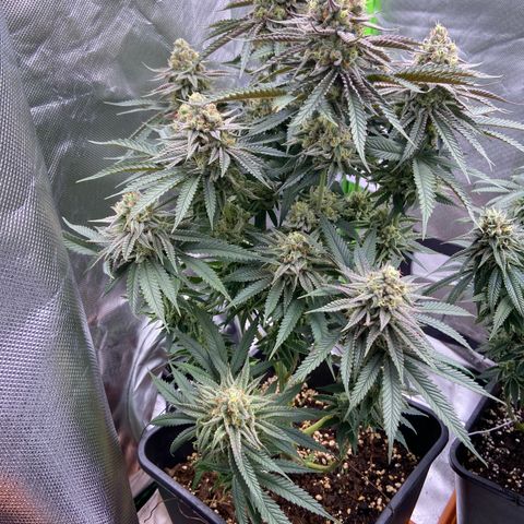 AMG growlog timeline photo