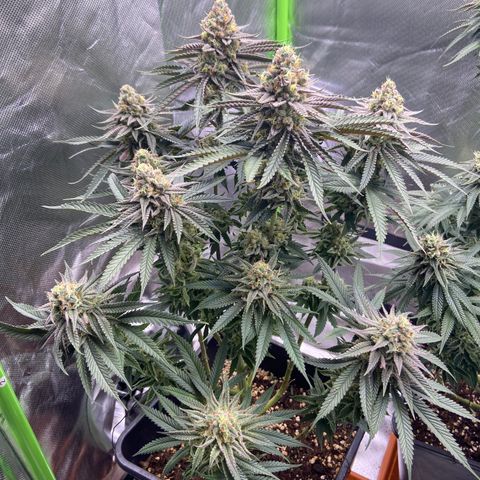 AMG growlog timeline photo