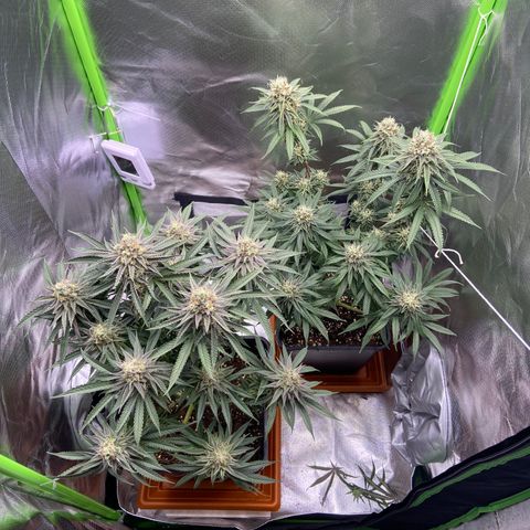 AMG growlog timeline photo