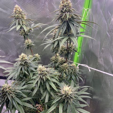 AMG growlog timeline photo