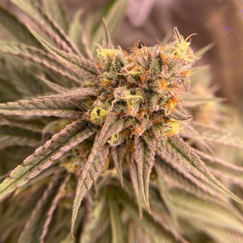 AMG growlog timeline photo