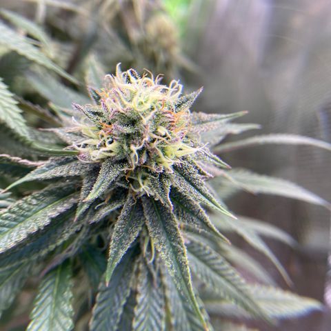 AMG growlog timeline photo