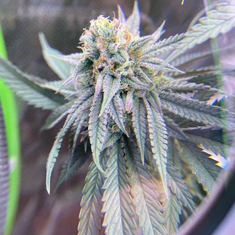 AMG growlog timeline photo