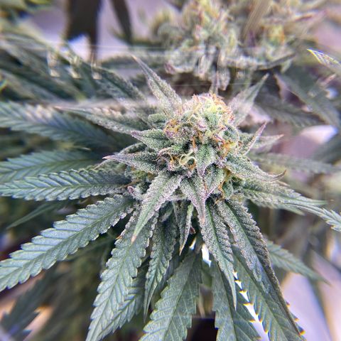 AMG growlog timeline photo