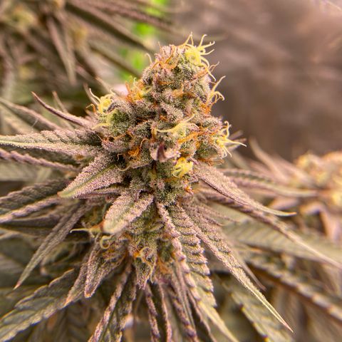 AMG growlog timeline photo