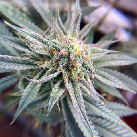 AMG growlog timeline photo