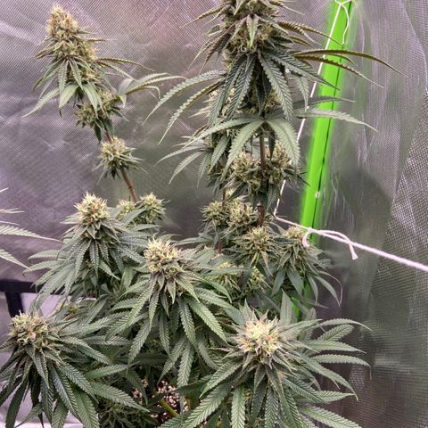 AMG growlog timeline photo