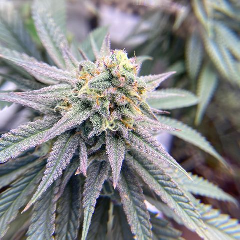 AMG growlog timeline photo