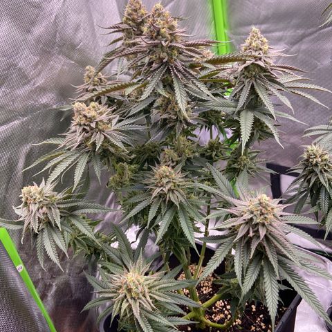 AMG growlog timeline photo