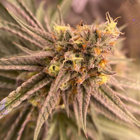 AMG growlog timeline photo