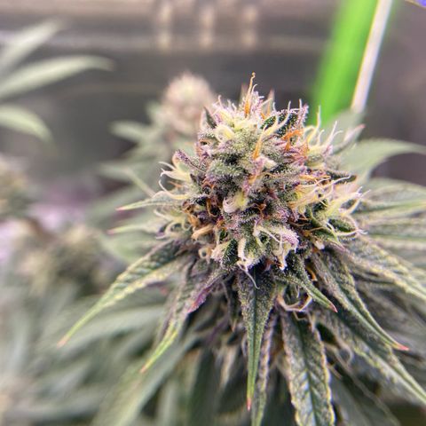 AMG growlog timeline photo