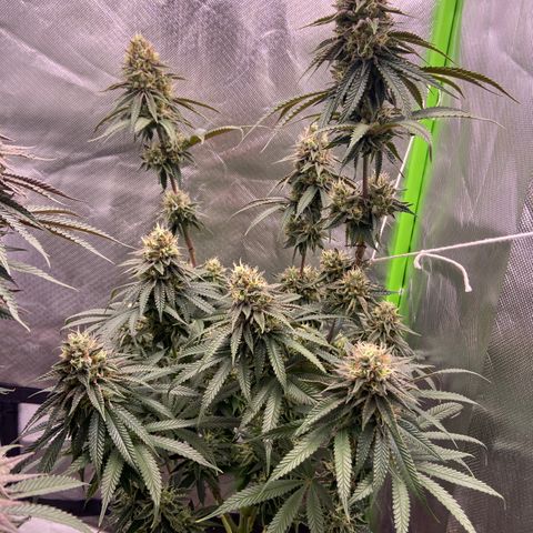 AMG growlog timeline photo