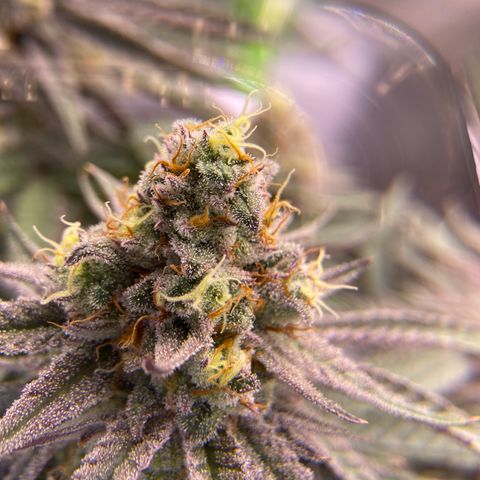 AMG growlog timeline photo