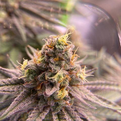 AMG growlog timeline photo
