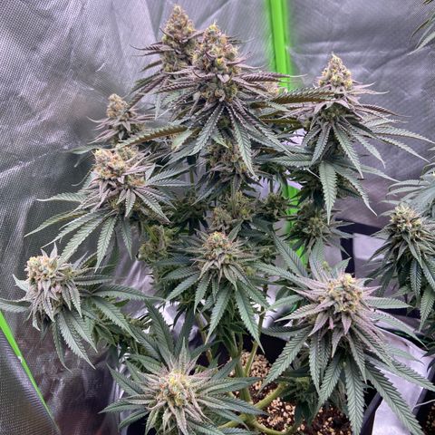 AMG growlog timeline photo