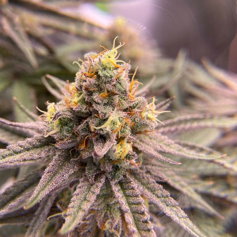 AMG growlog timeline photo