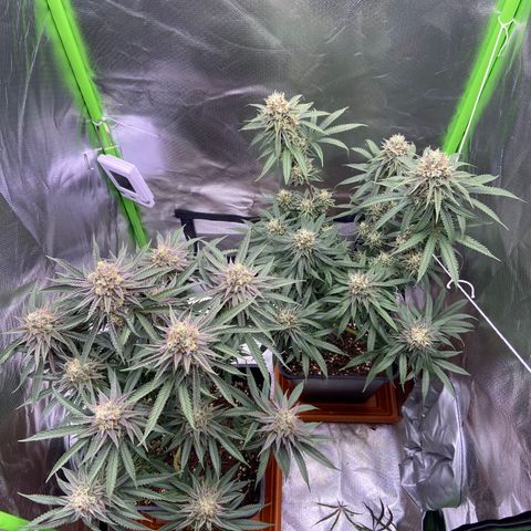 AMG growlog timeline photo