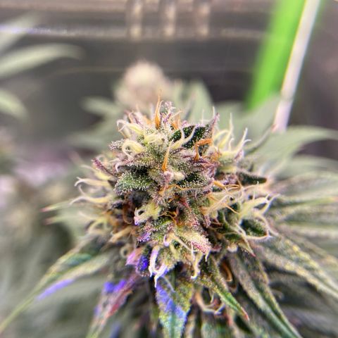 AMG growlog timeline photo