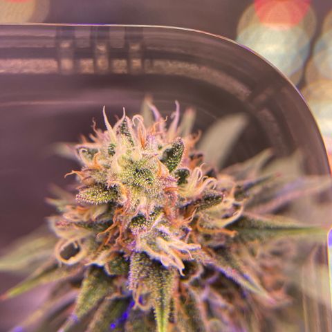 AMG growlog timeline photo