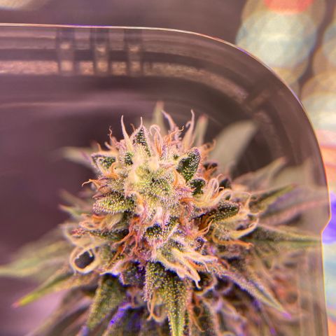 AMG growlog timeline photo