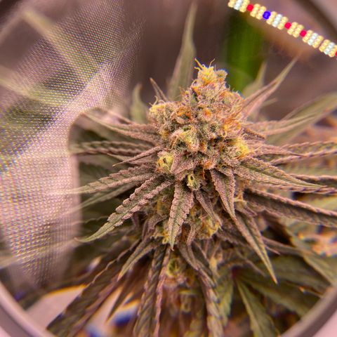 AMG growlog timeline photo