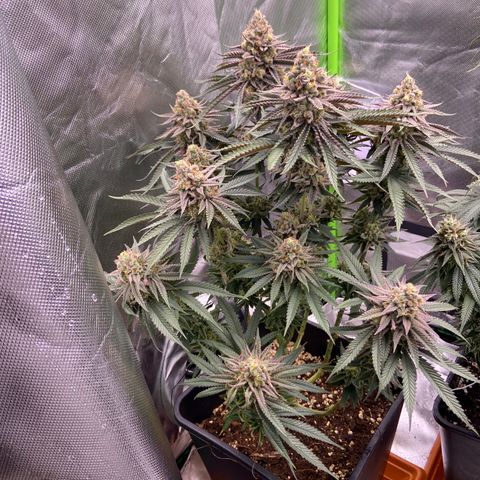 AMG growlog timeline photo